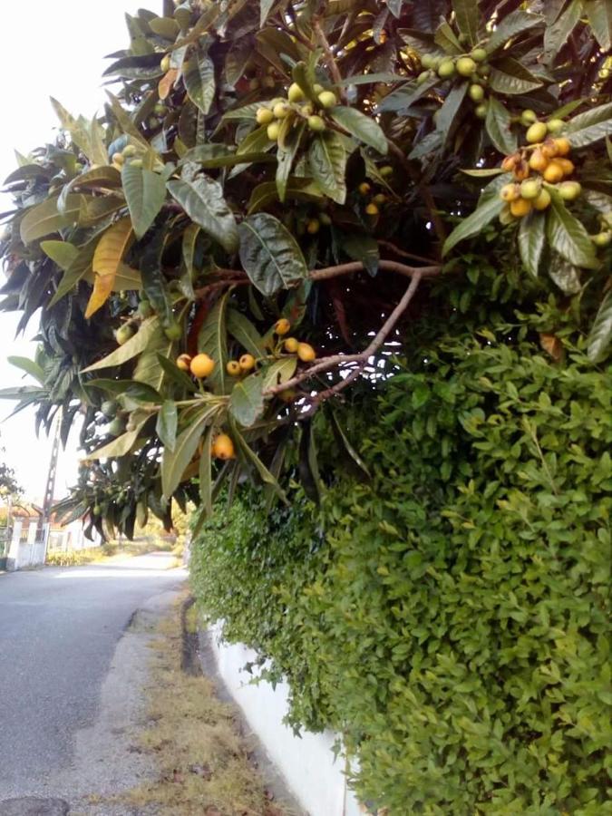 Casa Da Nespereira- Lugar Acolhedor Rodeado De Natureza Soure 외부 사진